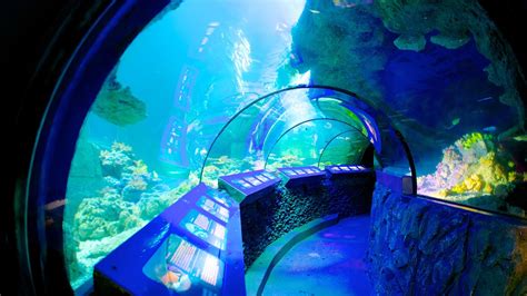 aquapark monachium|SEA LIFE Munich 